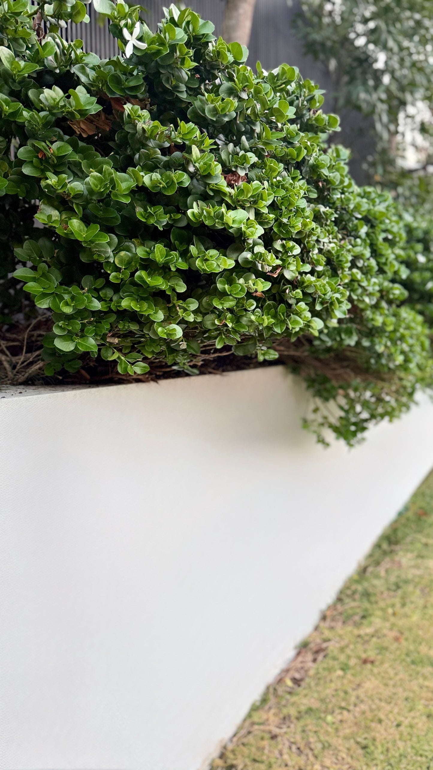 Carissa Desert Star Shrub under-planted in garden bed spilling over wall in Brisbane