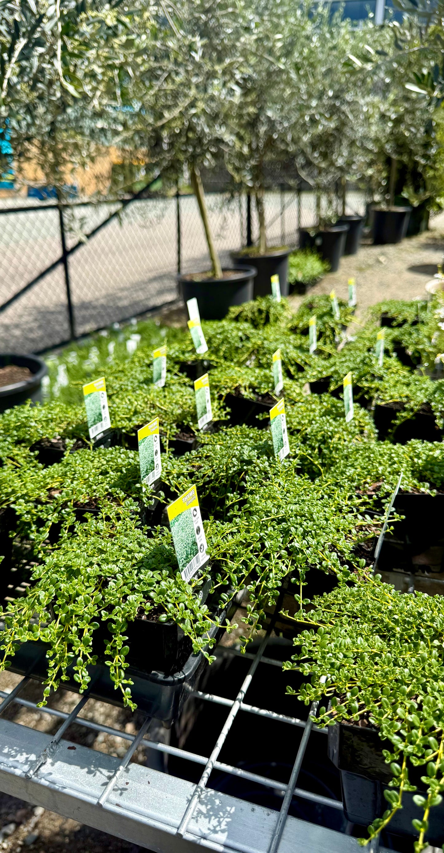 Bundle of 100mm creeping thyme pots ready for sale in Brisbane – compact spreading groundcover ideal for borders and pathways.