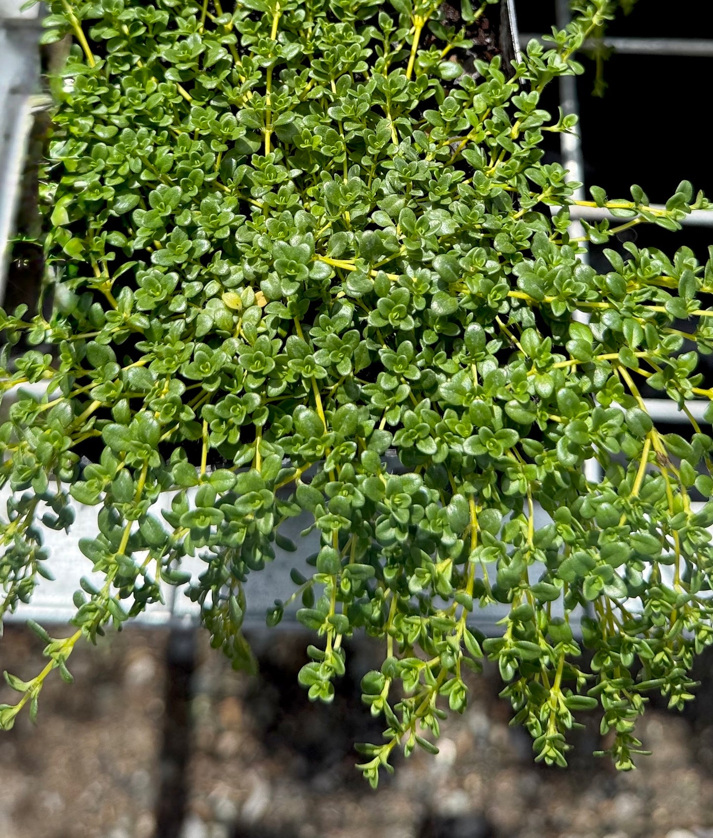 Close-up of creeping thyme foliage with fine green leaves forming a dense mat, available in Brisbane for sunny gardens.