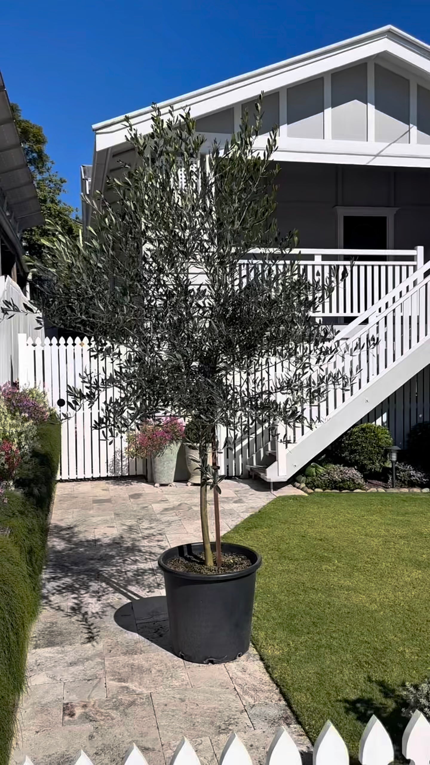 Large Frantoio olive tree (Olea europaea) in 50-100L container, mature specimen for immediate landscape impact