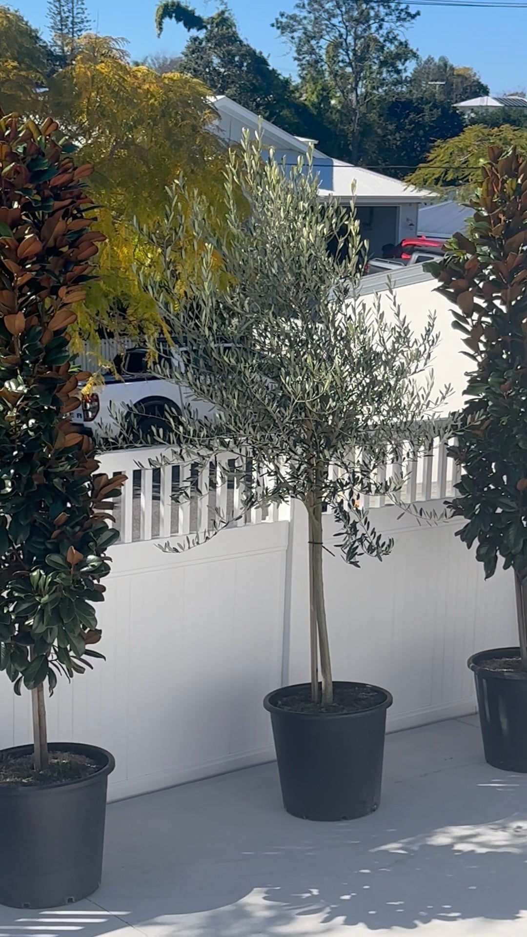 Kalamata Olive Tree with sculptural grey-green foliage and silver-toned trunk flanked by Magnolia Teddy Bear's