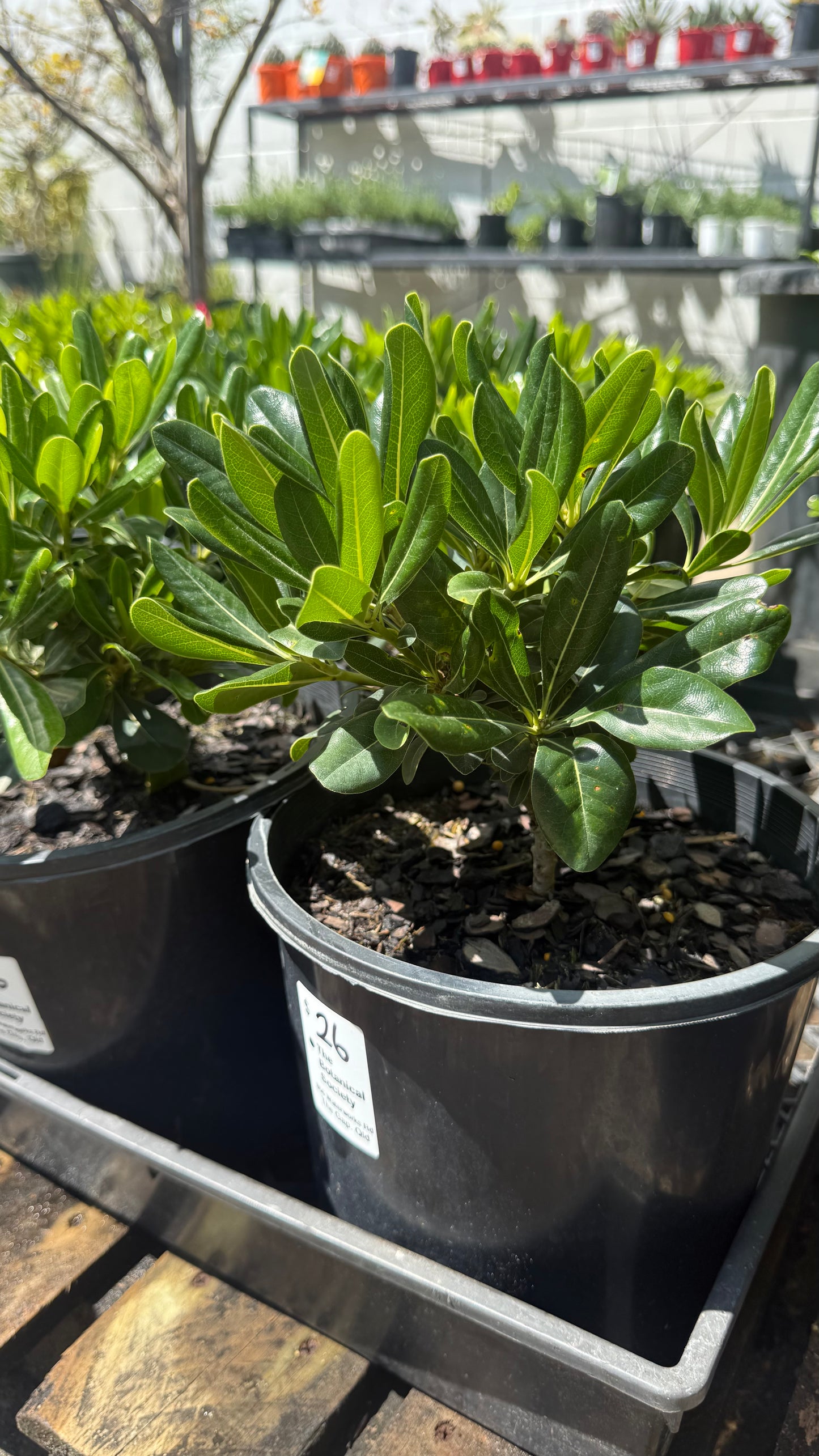 Pittosporum Miss Muffet Compact Hedge Profile, ideal for SE QLD