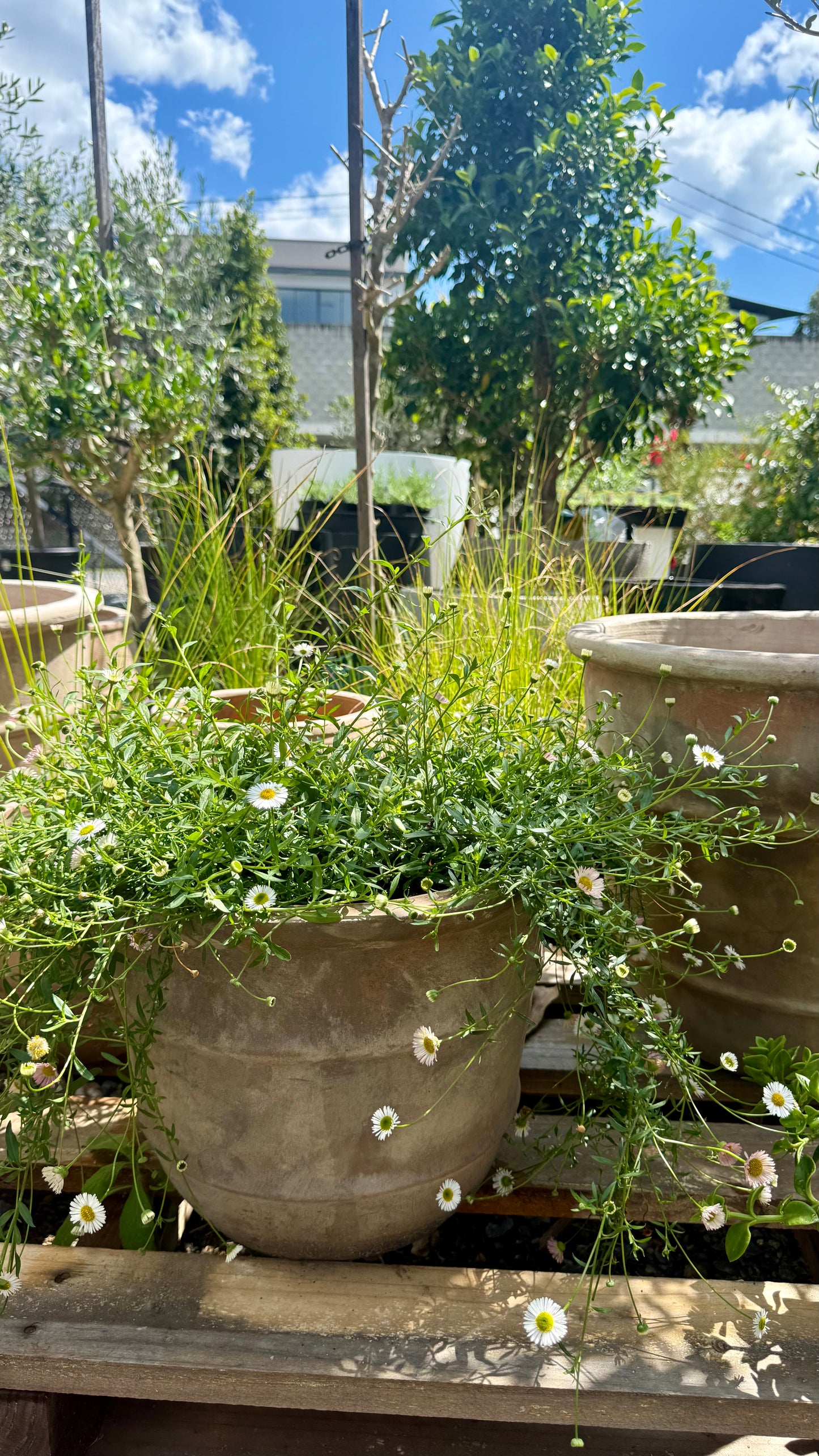 Seaside Daisy groundcover spilling beautifully over terracotta pot showing natural trailing habitat