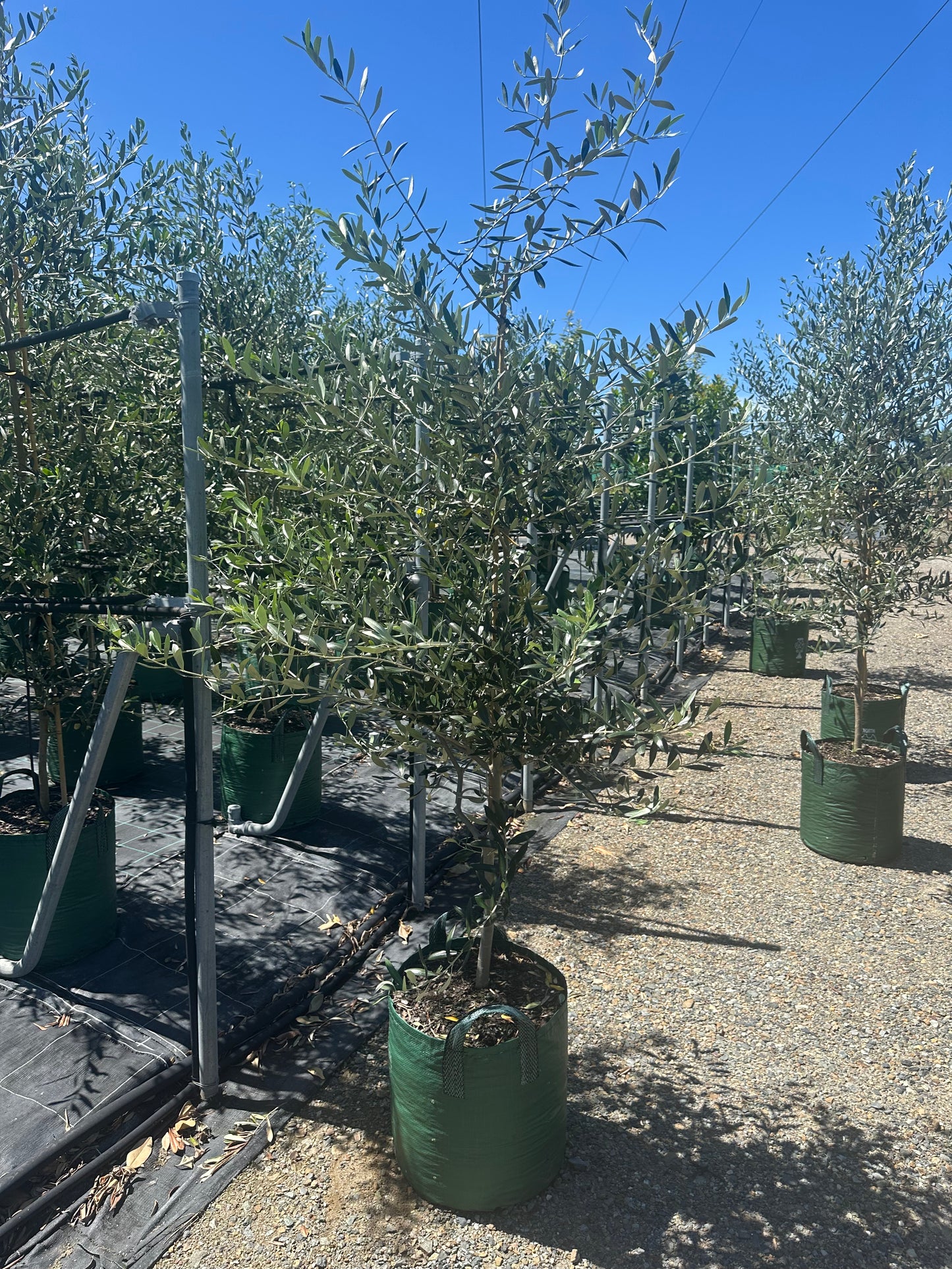 St Helena Olive Tree 45L with silvery grey-green foliage, architectural Mediterranean evergreen for Brisbane gardens
