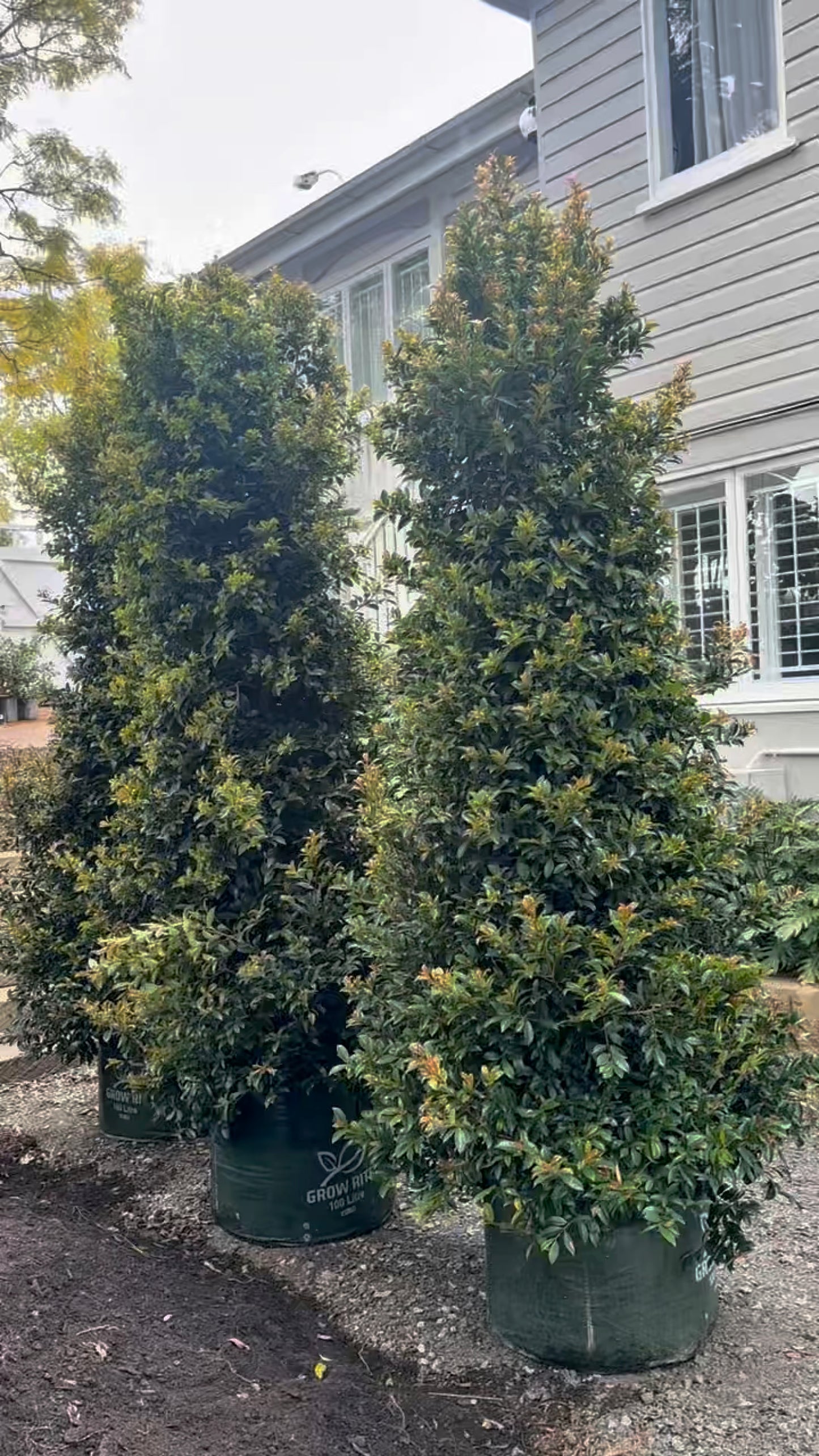Three 100L Syzigium Selects for instant impact available for delivery in SE QLD at The Botanical Society