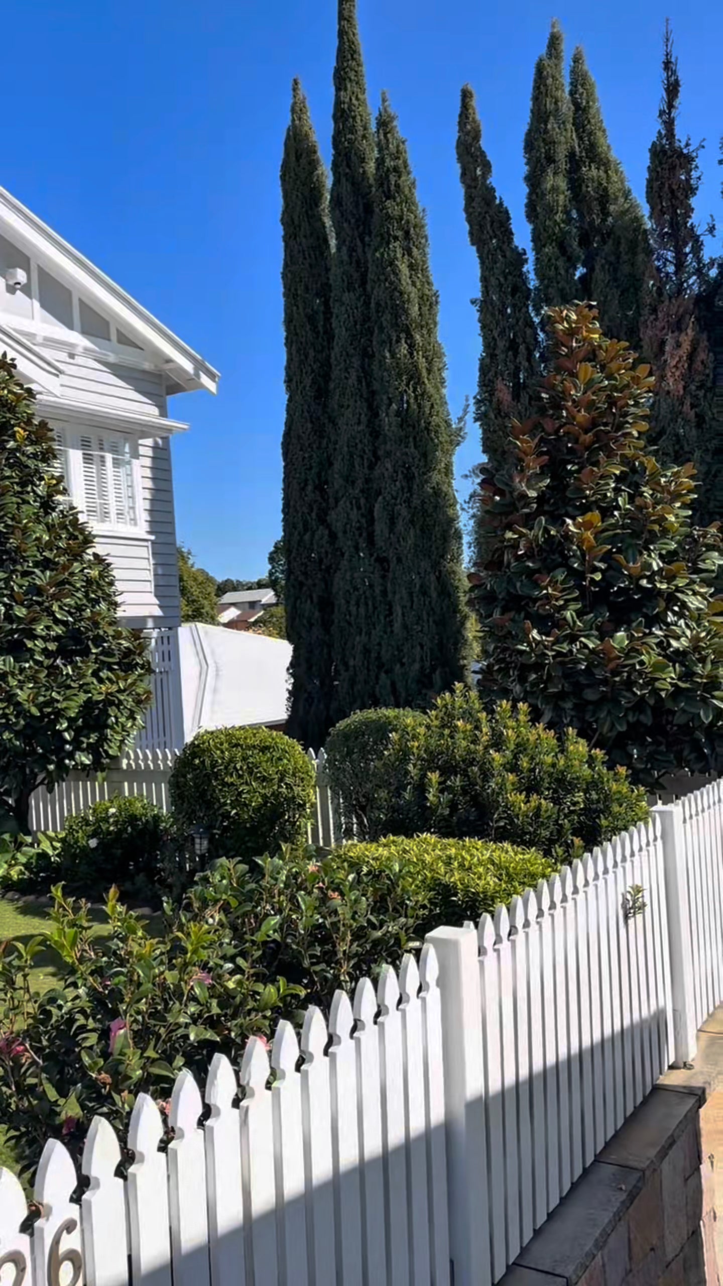 Establish Magnolia Teddy Bear tree, as example for mature specimen available for immediate landscape impact in SE QLD