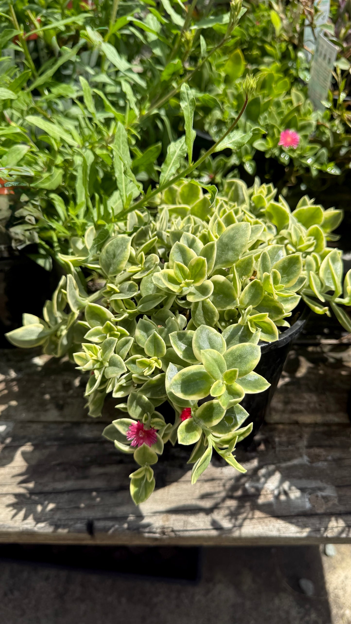 Bright magenta flowers on variegated Aptenia Baby Sun Rose - low-maintenance groundcover for Queensland gardens