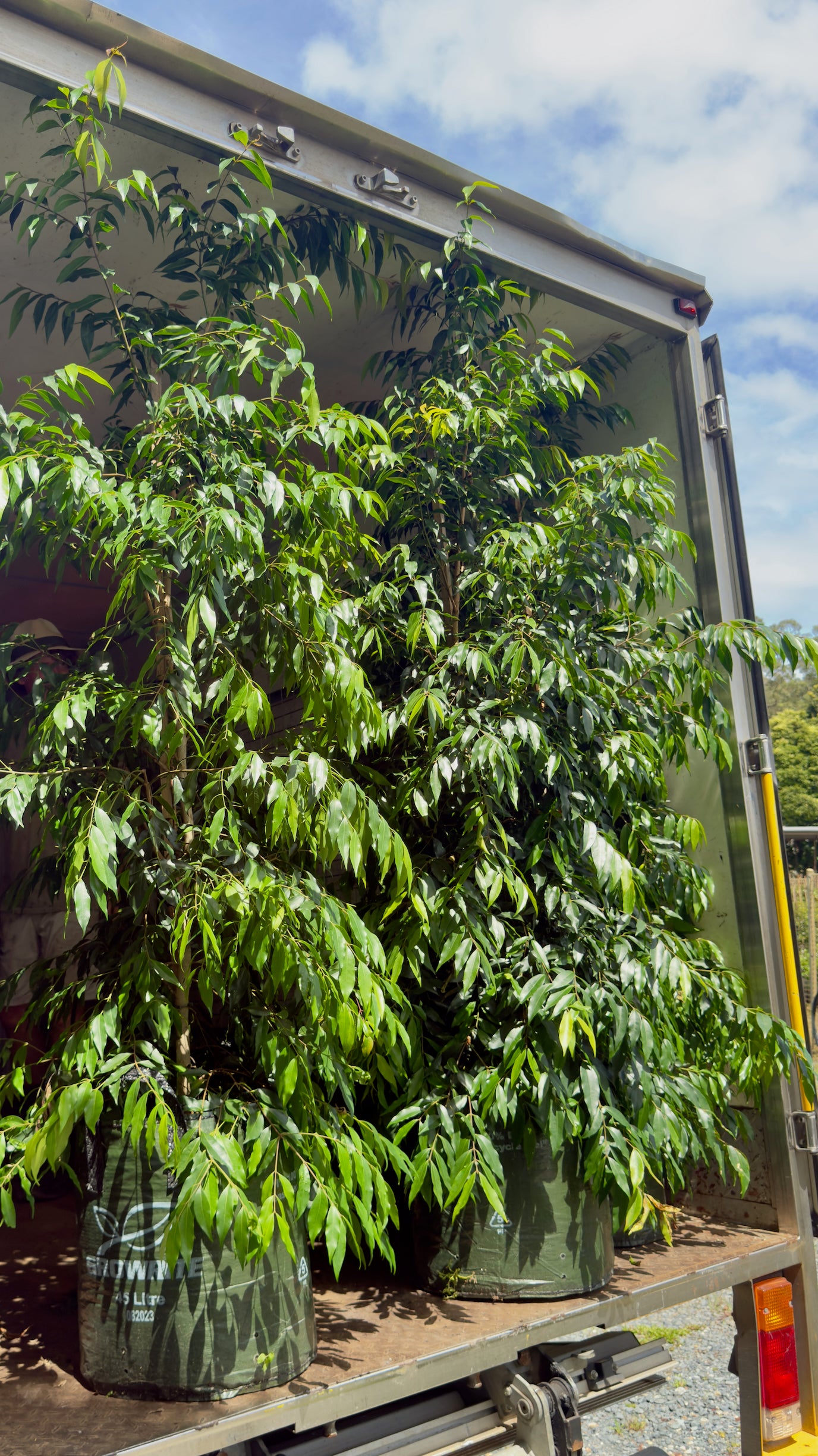 Pair of mature Weeping Lilly Pilly trees demonstrating elegant screening potential and weeping feature in Brisbane