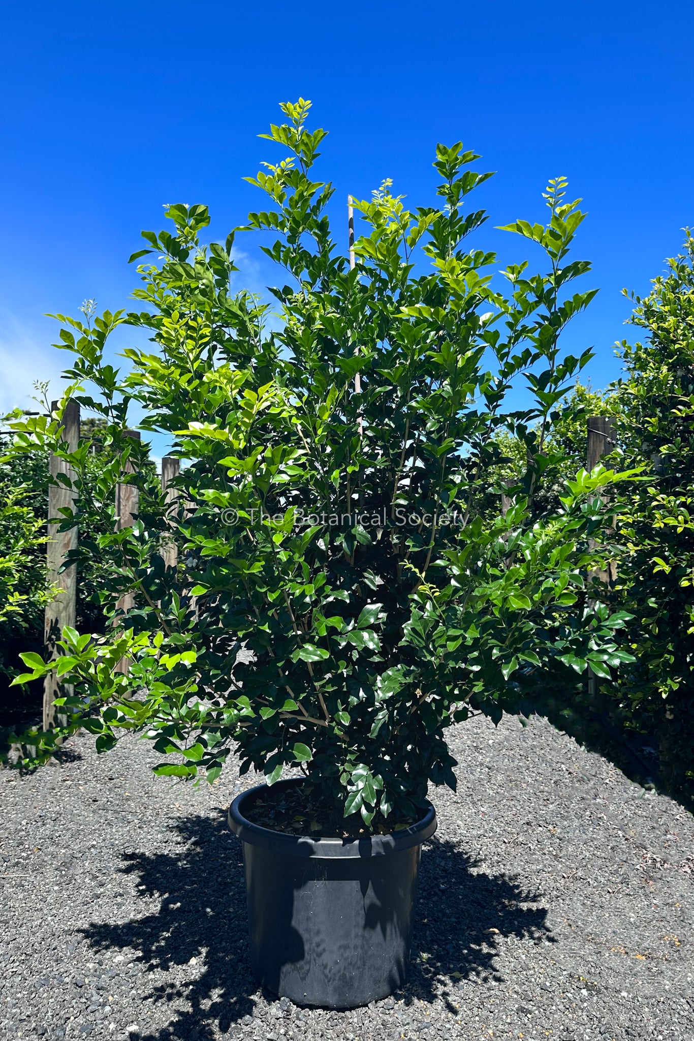 Murraya ‘Mock Orange’ – fragrant evergreen hedge