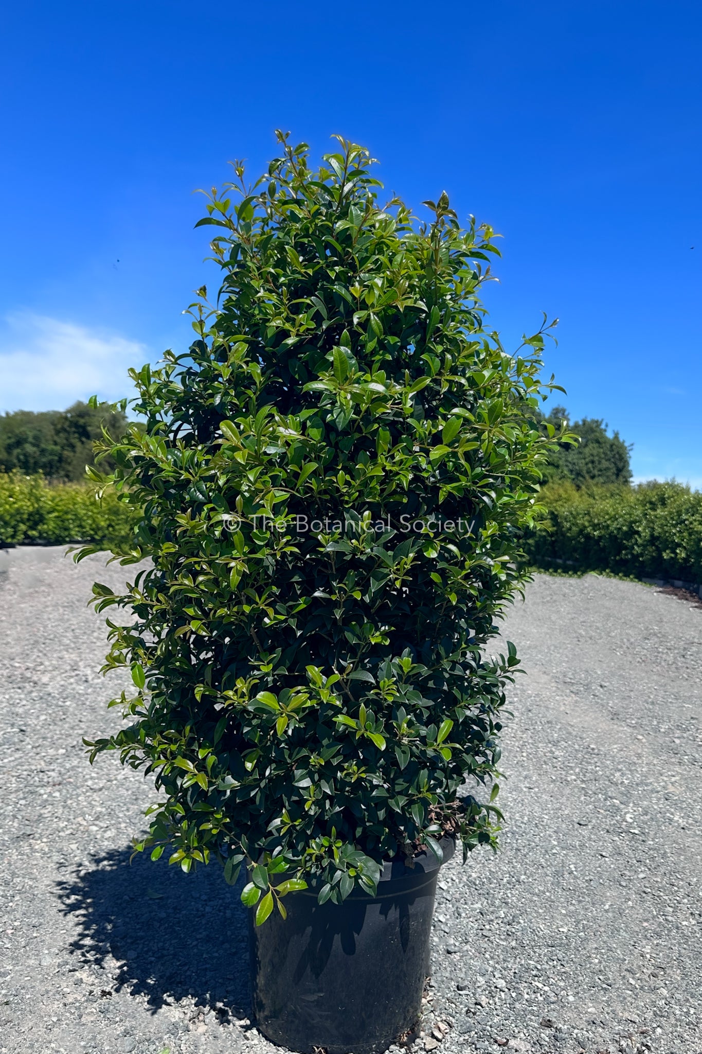 Syzygium 'Resilience' Lilly Pilly Tree