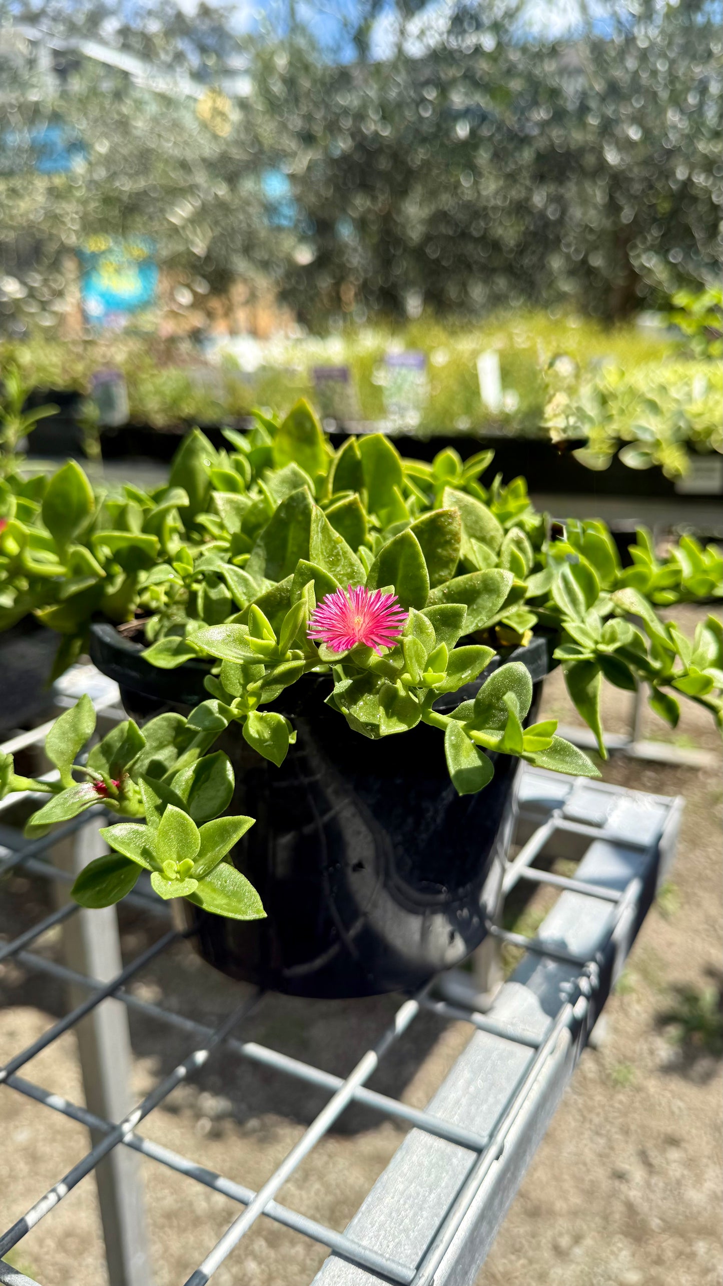 Bright magenta flowers of Aptenia cordifolia Baby Sun Rose blooming on drought-tolerant succulent