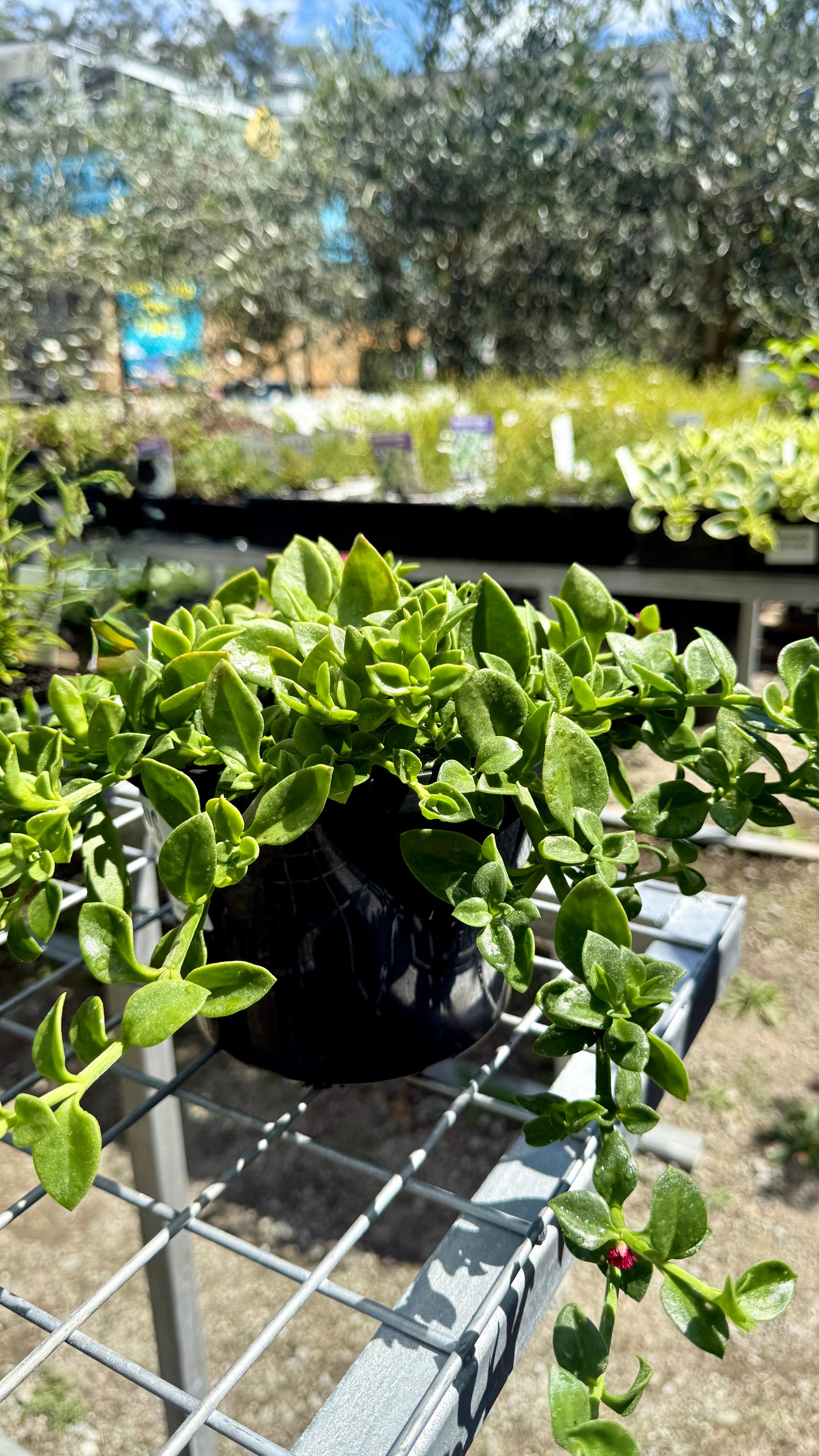 Close-up of Aptenia cordifolia Baby Sun Rose thick succulent leaves and trailing groundcover growth