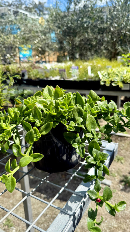 Close-up of Aptenia cordifolia Baby Sun Rose thick succulent leaves and trailing groundcover growth