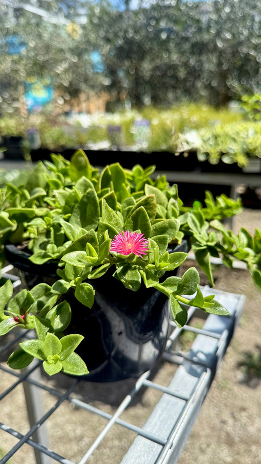 Aptenia cordifolia Baby Sun Rose succulent plant in decorative pot showing compact growth habit