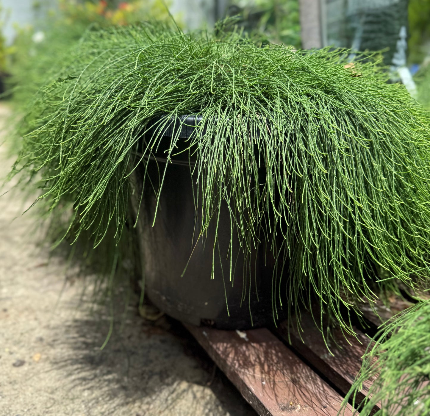 Casuarina glauca ‘Cousin It’ 300mm pot – Australian native groundcover with soft, flowing foliage, available in Brisbane from The Botanical Society.