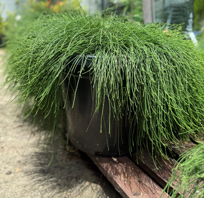 Casuarina glauca ‘Cousin It’ 300mm pot – Australian native groundcover with soft, flowing foliage, available in Brisbane from The Botanical Society.