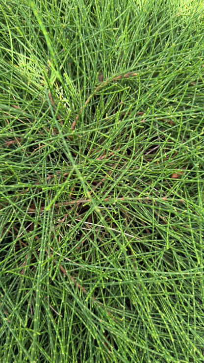 Casuarina glauca ‘Cousin It’ Groundcover