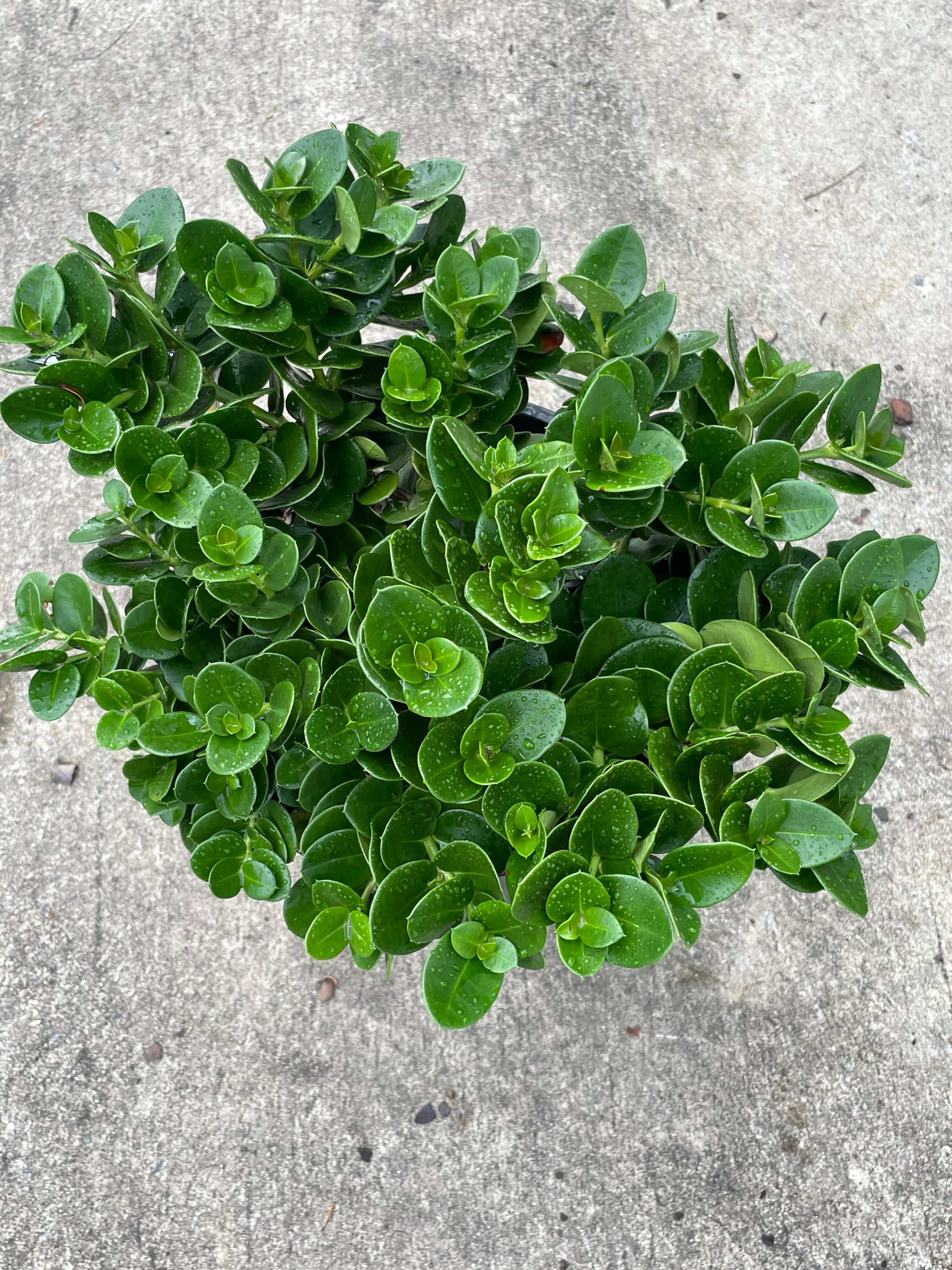 Carissa ‘Desert Star’ crown with glossy green foliage with white star flowers, ideal for SE QLD gardens