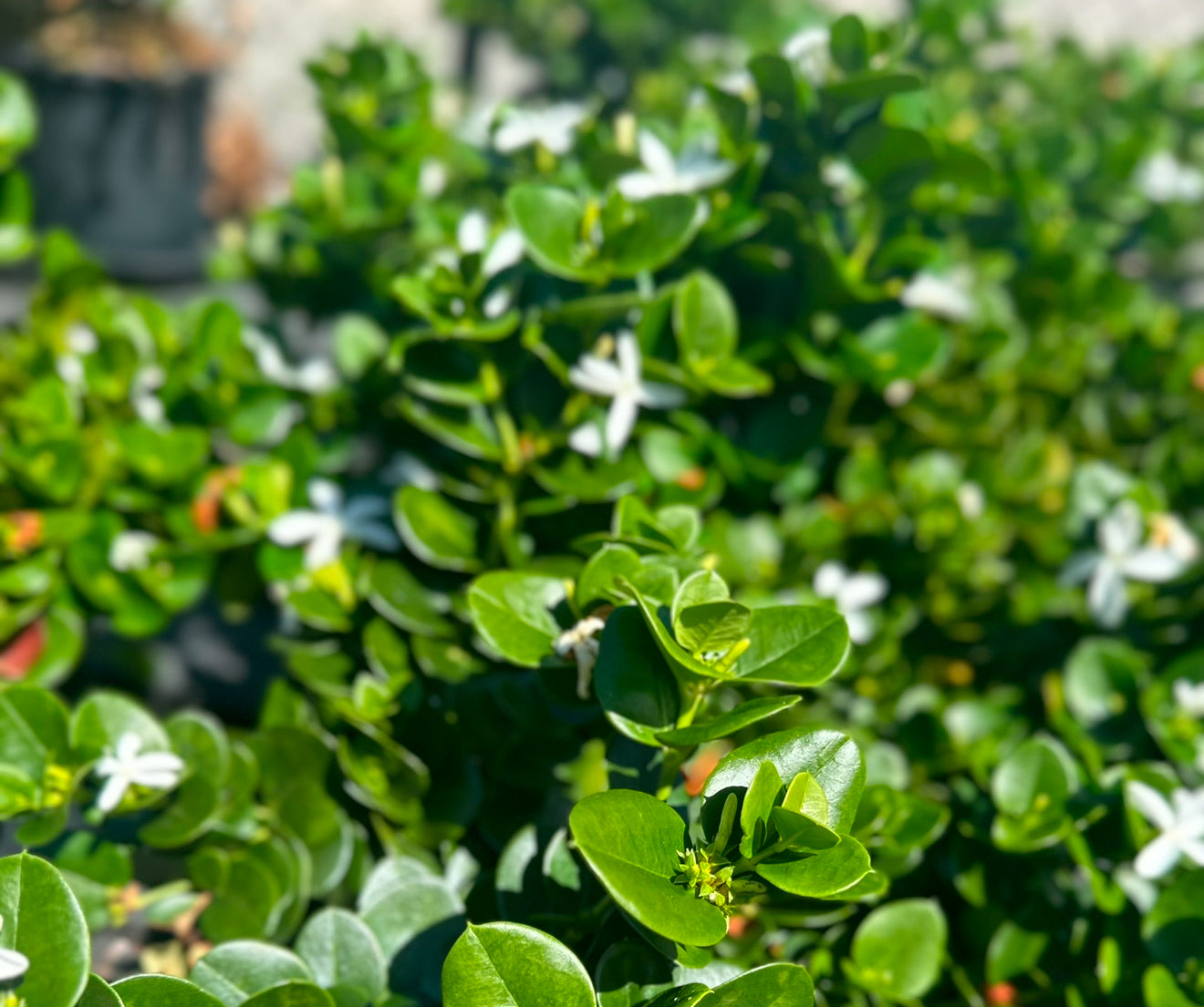 Carissa ‘Desert Star’ potted with glossy green foliage with white star flowers, ideal for SE QLD gardens
