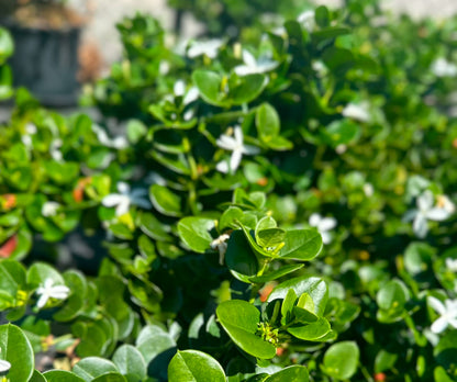 Carissa ‘Desert Star’ potted with glossy green foliage with white star flowers, ideal for SE QLD gardens