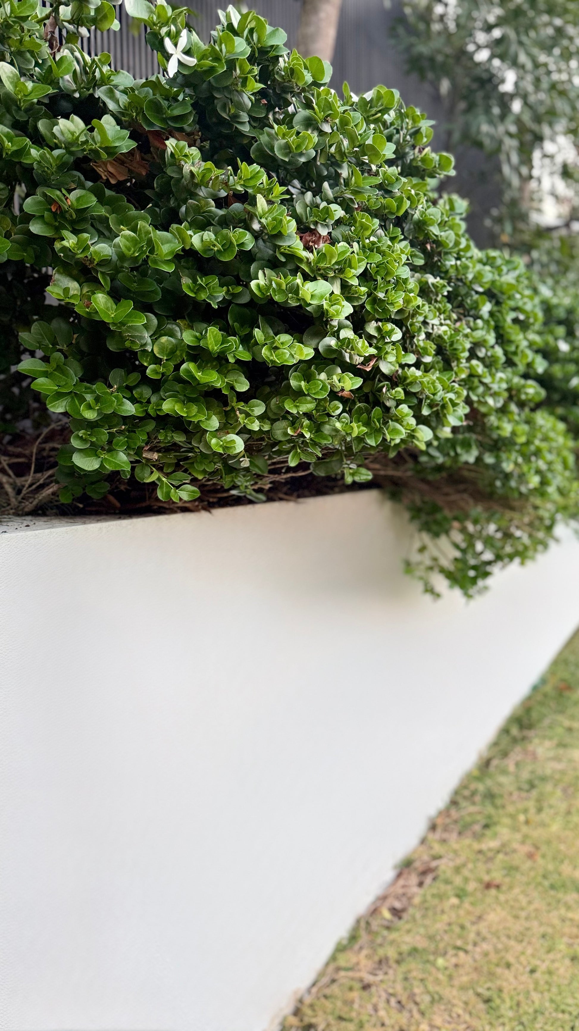 Carissa Desert Star Shrub under-planted in garden bed spilling over wall in Brisbane