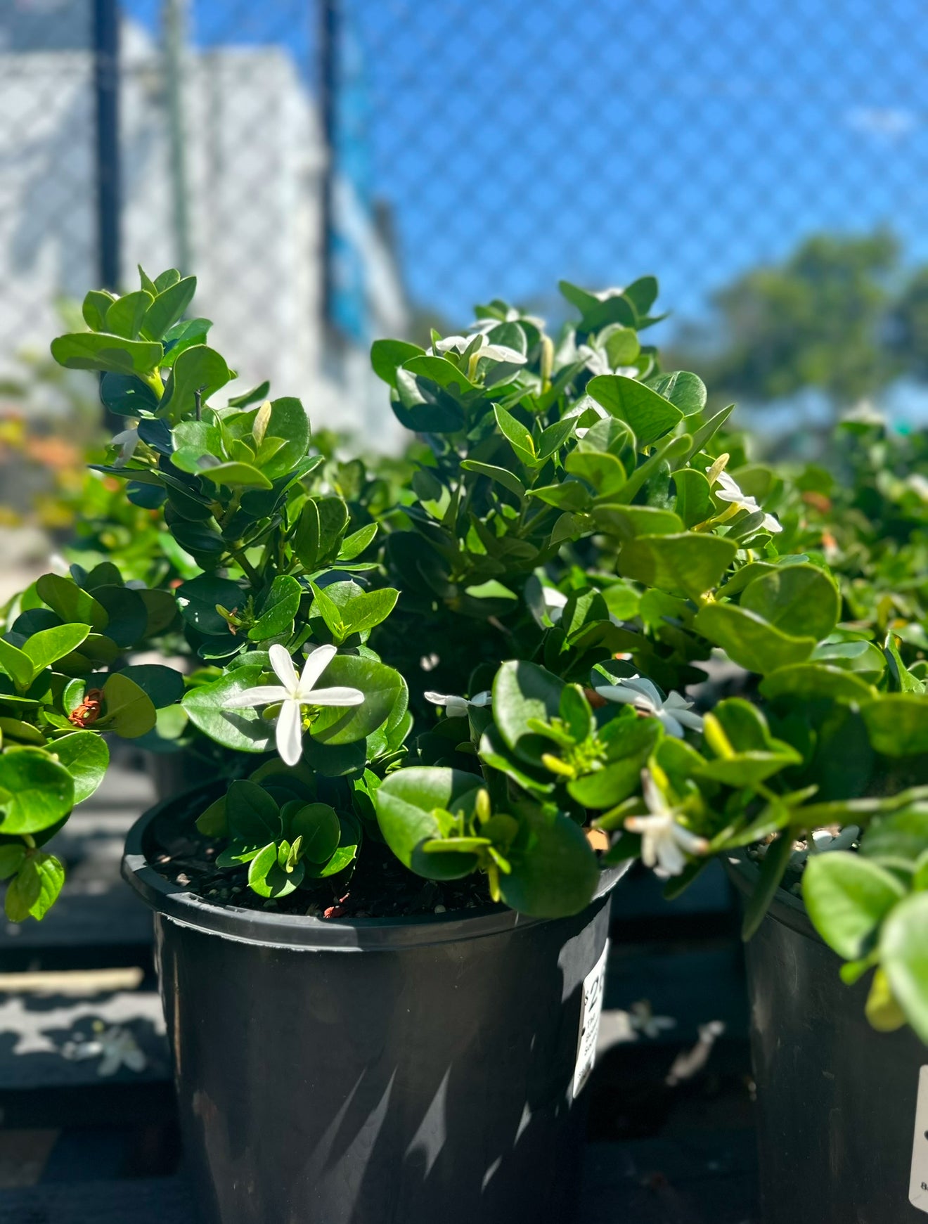 Carissa ‘Desert Star’ potted shrubs  – glossy green foliage with white star flowers ideal for SE QLD gardens