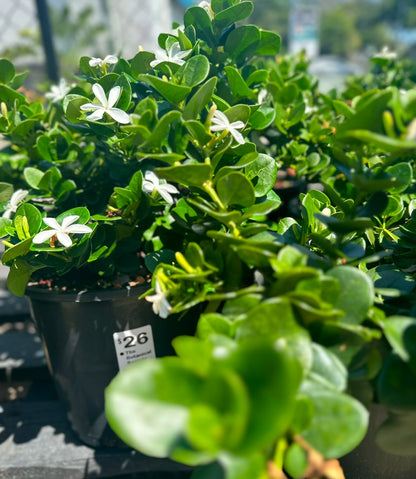 Carissa ‘Desert Star’ pair of pots with glossy green foliage with white star flowers, ideal for SE QLD gardens