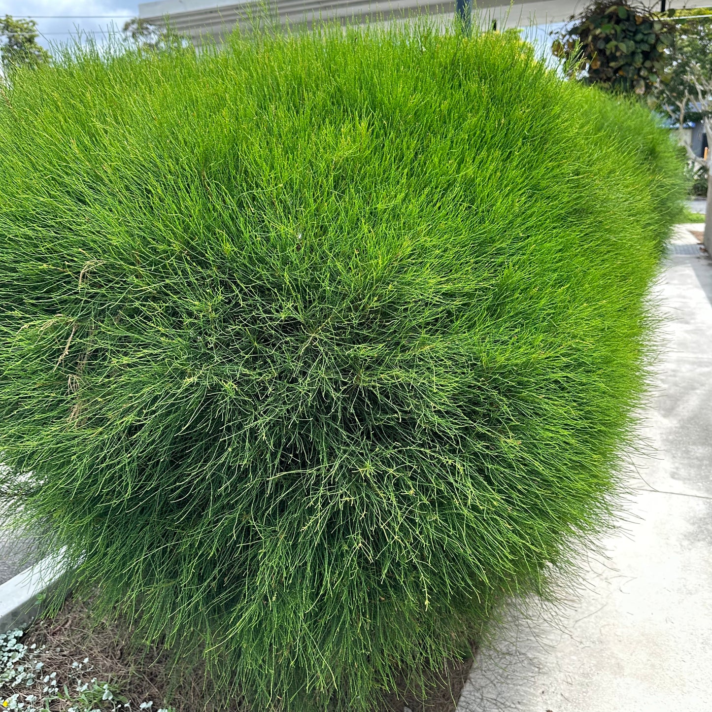 Casuarina glauca 'Greenwave' — Dwarf Sheoak