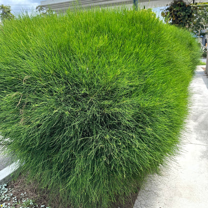 Casuarina glauca 'Greenwave' — Dwarf Sheoak