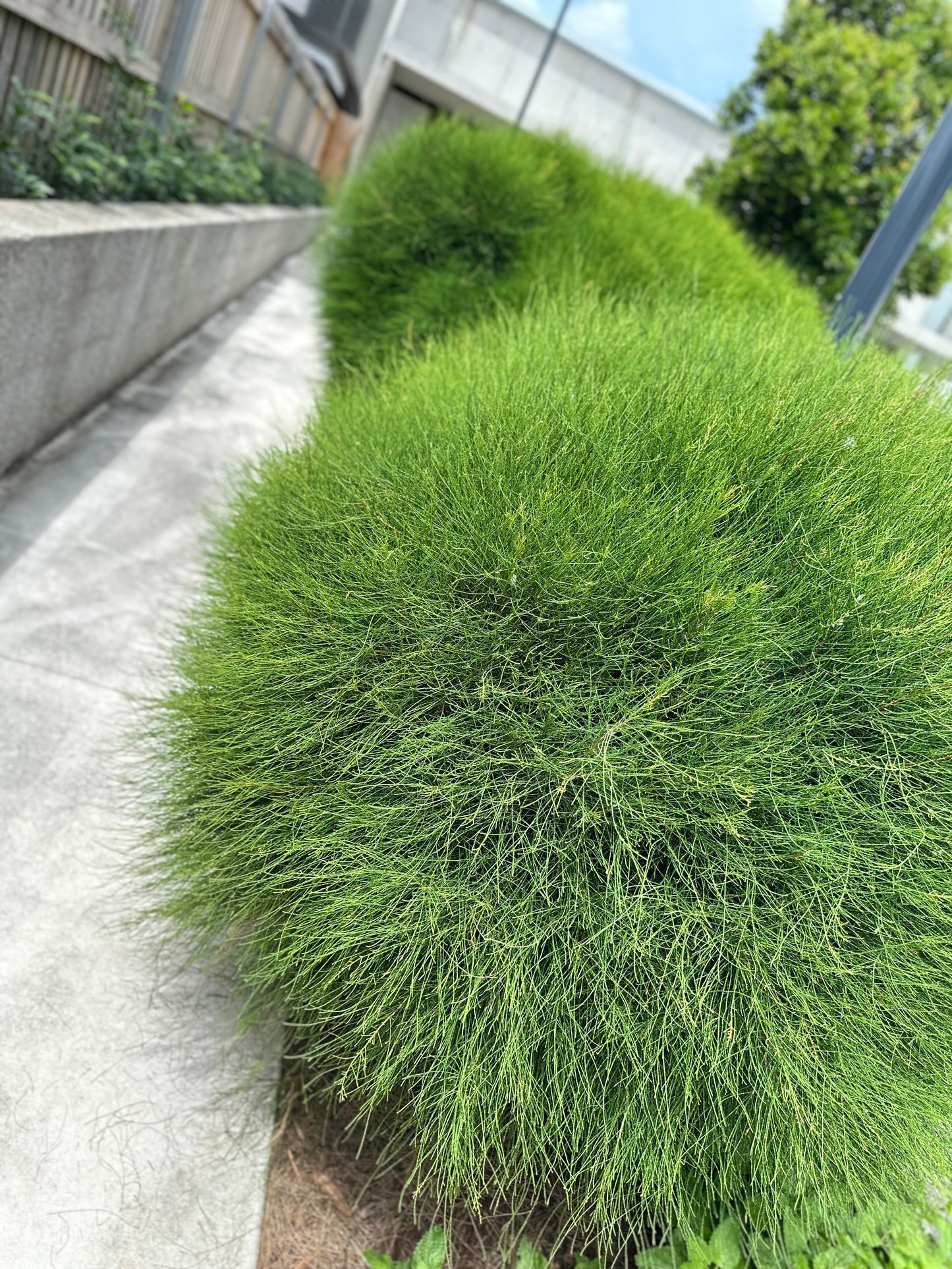 Casuarina glauca 'Greenwave' — Dwarf Sheoak
