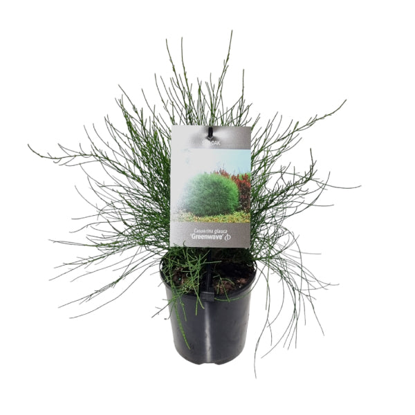 Casuarina glauca 'Greenwave' — Dwarf Sheoak