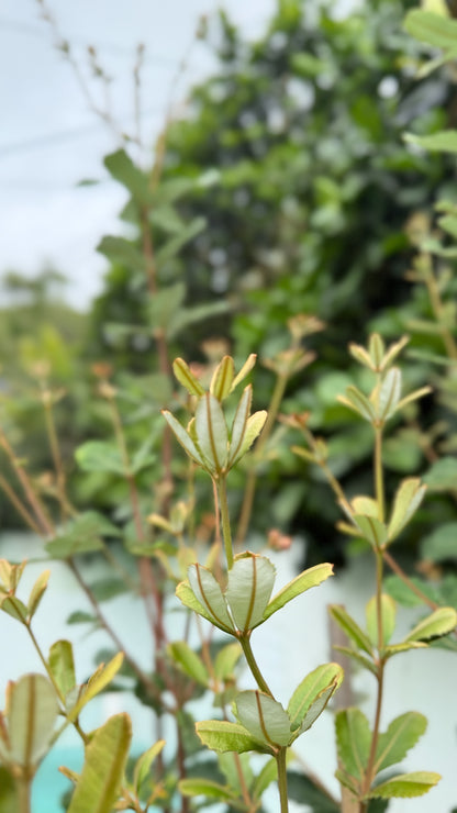 Banksia integrifolia new growth emerging - fast-growing native feature tree suitable for Brisbane windbreaks and avenue plantings