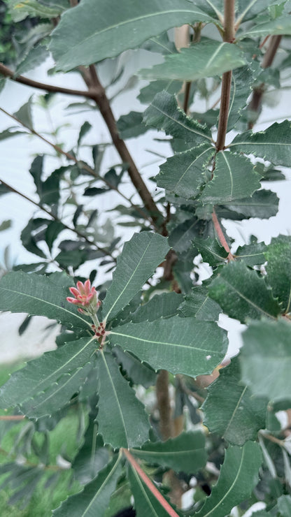 Banksia integrifolia foliage close-up showing distinctive serrated leaves - drought-tolerant native tree for Southeast Queensland landscapes