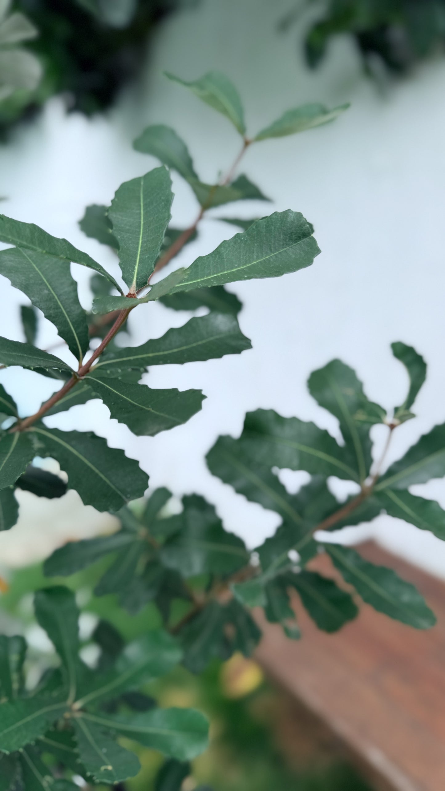 Coastal Banksia evergreen foliage detail - low-maintenance Australian native perfect for Brisbane's subtropical climate and coastal conditions