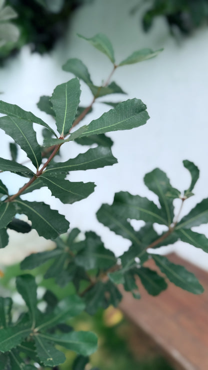 Coastal Banksia evergreen foliage detail - low-maintenance Australian native perfect for Brisbane's subtropical climate and coastal conditions