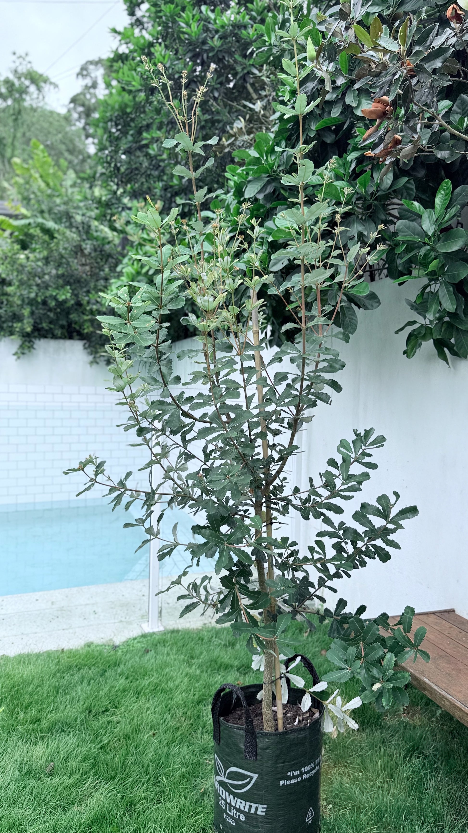 Coastal Banksia tree (Banksia integrifolia), native Australian evergreen ideal for Brisbane coastal gardens and street planting.