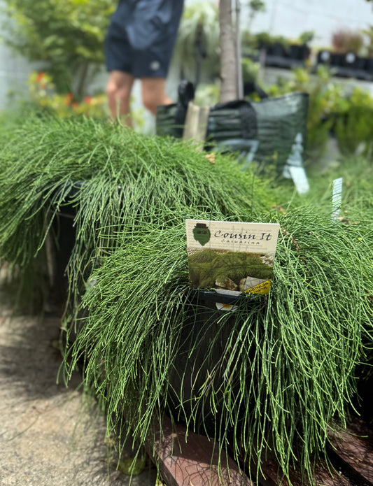 Casuarina glauca ‘Cousin It’ showing dense, trailing green foliage texture ideal for spilling over edges and retaining walls.