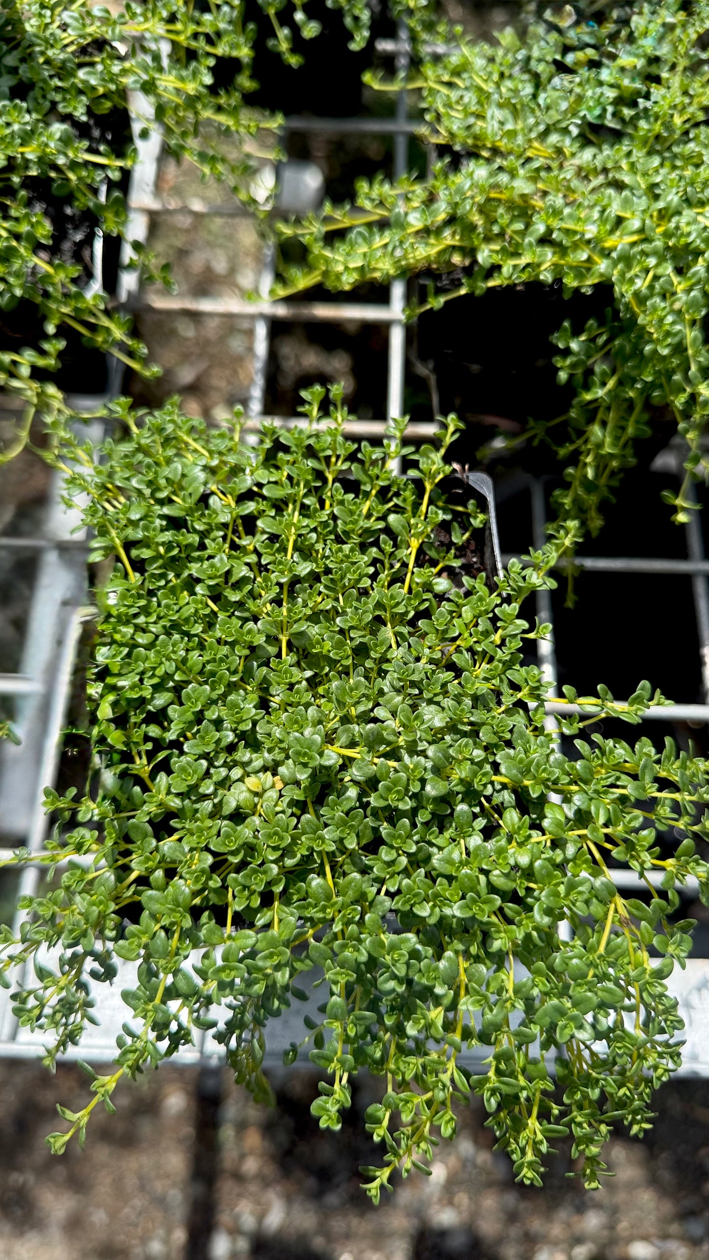 Creeping thyme 100mm pot with lush green foliage spilling over the edge, available in Brisbane from The Botanical Society.