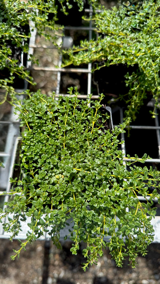 Creeping thyme 100mm pot with lush green foliage spilling over the edge, available in Brisbane from The Botanical Society.