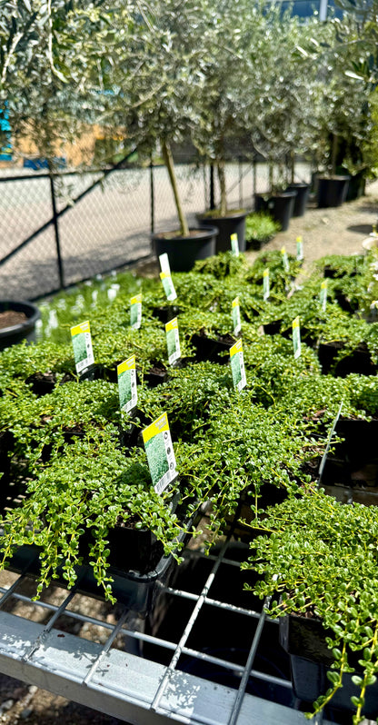 Bundle of 100mm creeping thyme pots ready for sale in Brisbane – compact spreading groundcover ideal for borders and pathways.