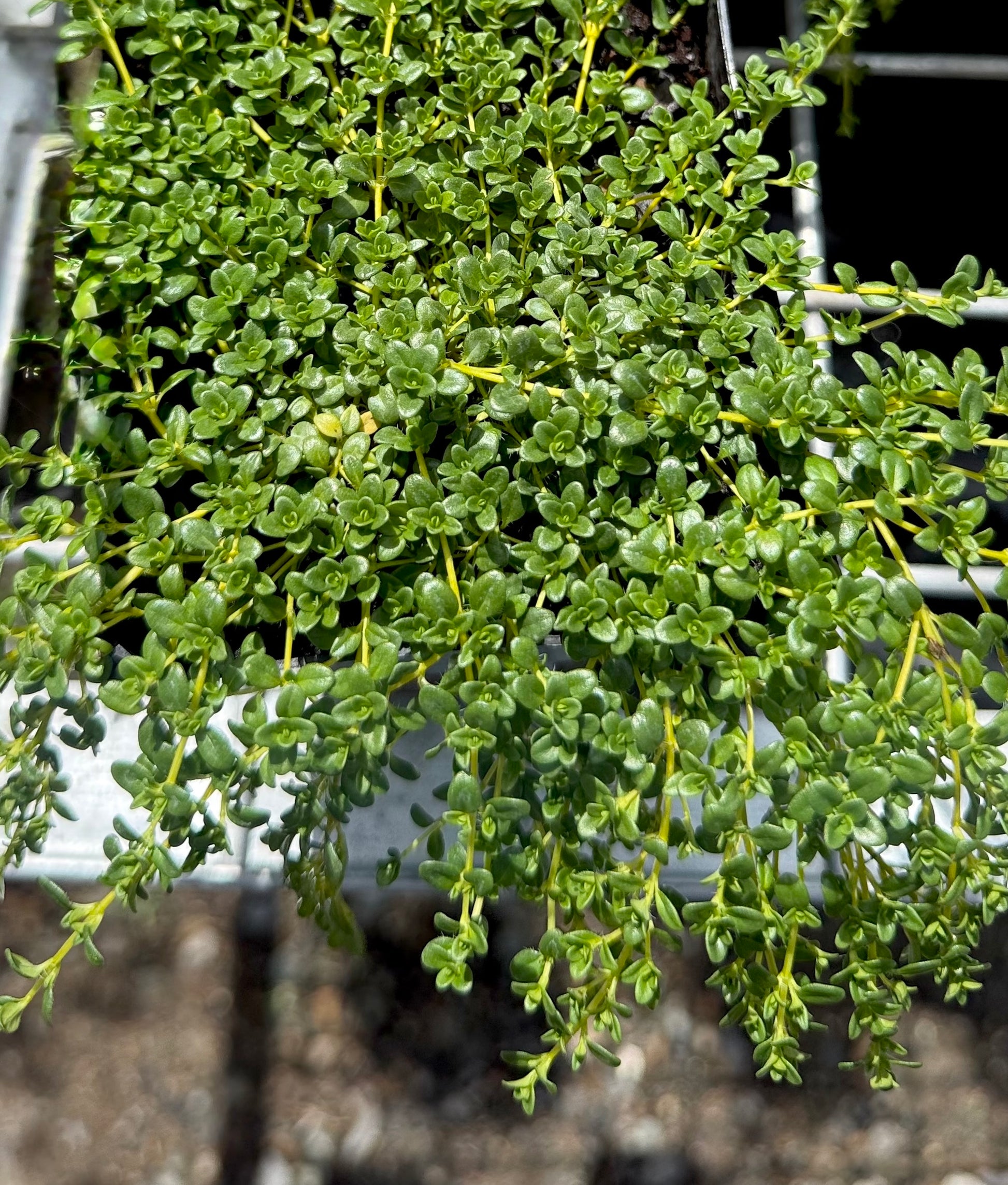 Close-up of creeping thyme foliage with fine green leaves forming a dense mat, available in Brisbane for sunny gardens.