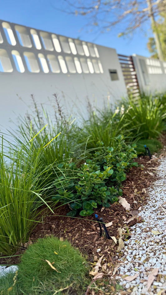 Carissa ‘Desert Star’ two pots of desert star shrubs used in a Brisbane landscape garden – glossy green foliage forming neat low cover with white star flowers