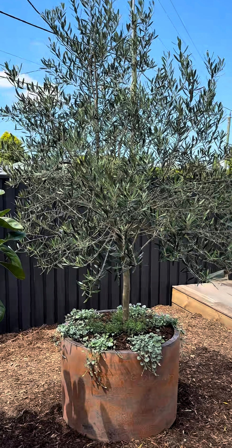Olive tree potted in planter with lollipop canopy and dichondra silver alls underplanting available form The Botanical Society Brisbane