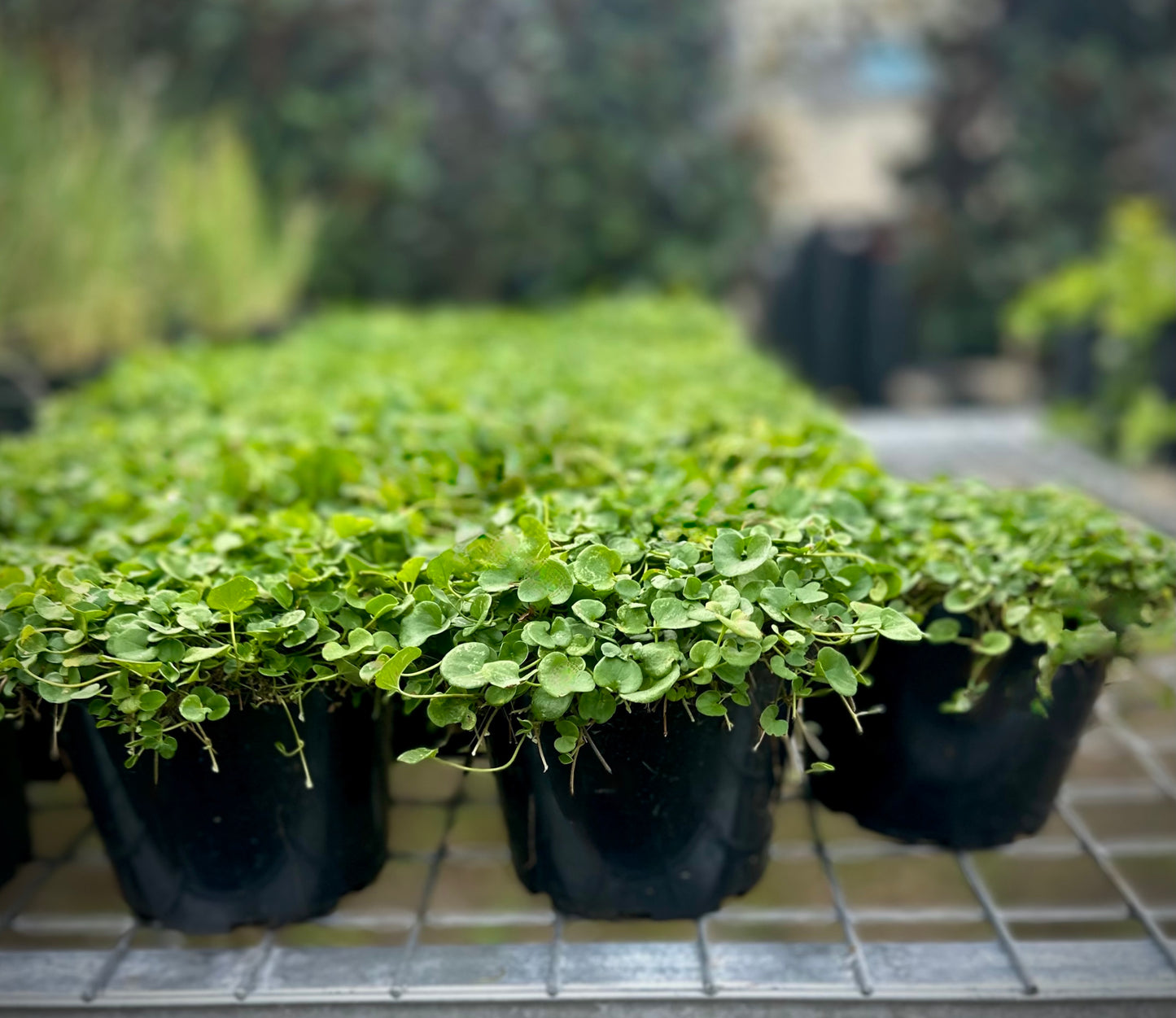 Dichondra Emerald Falls trailing from pots for SE QLD gardens – cascading green groundcover