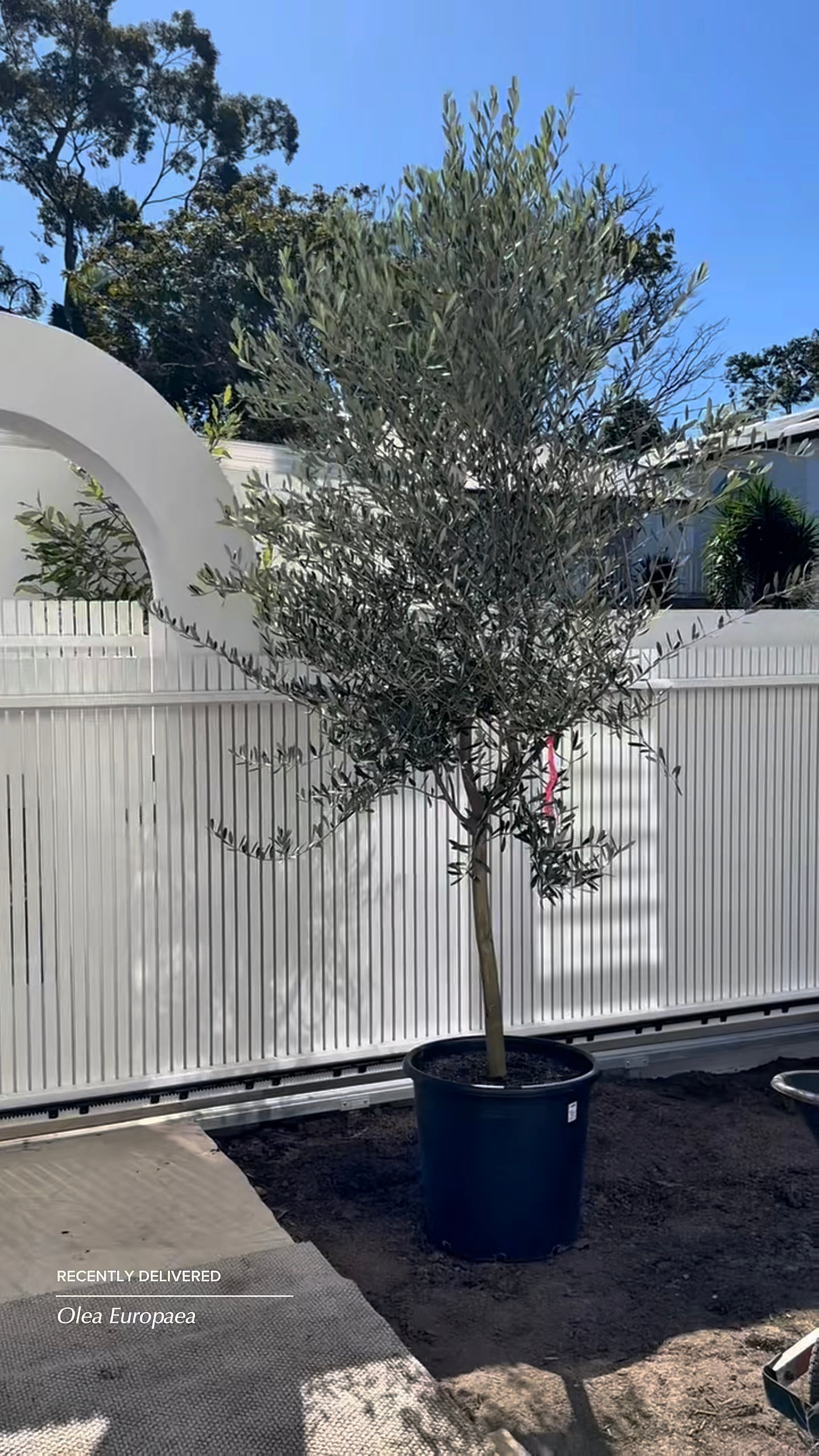 Frantoio Mediterranean olive tree in 50-100L pot for instant garden impact - available for delivery in South East Queensland