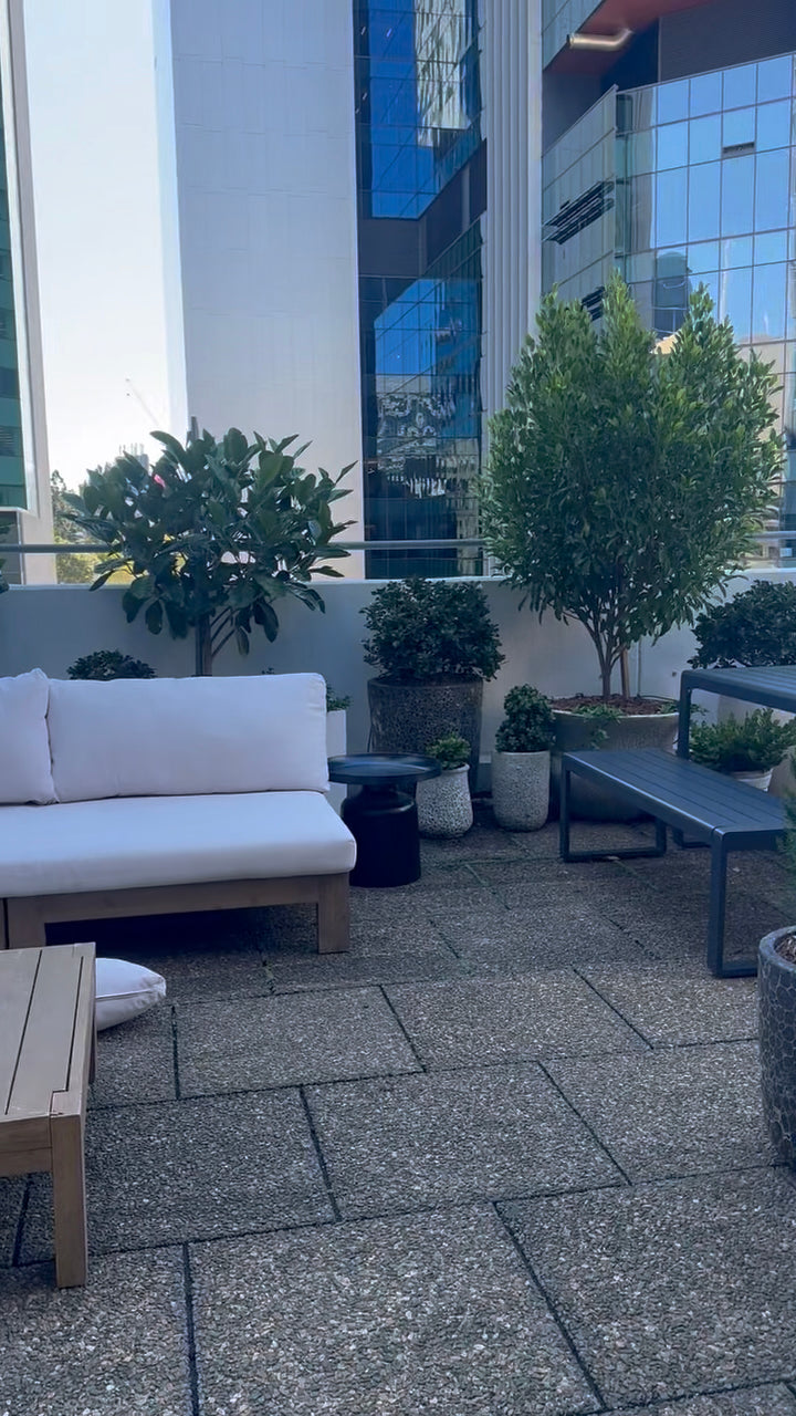 Fraser Island Apple in 100L for instant impact. A excellent coastal native for feature planting in Brisbane.