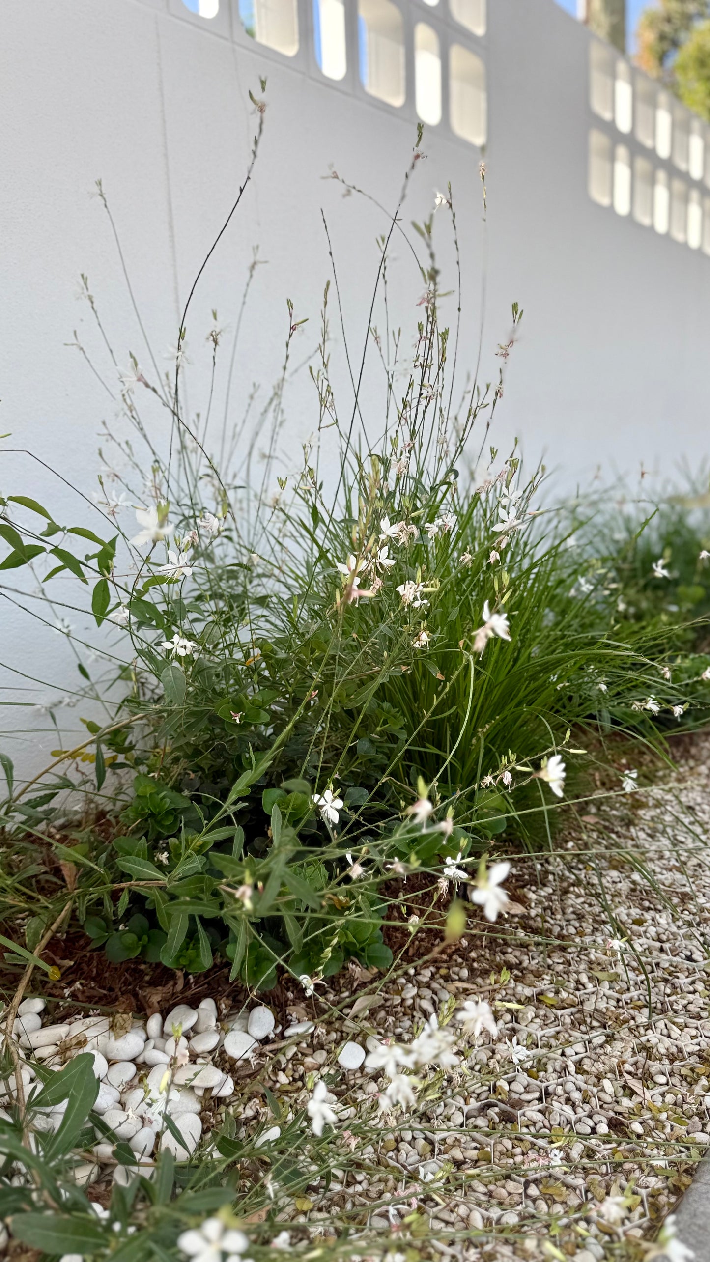White Gaura 'Whirling Butterfly' front entry planted along rockery border