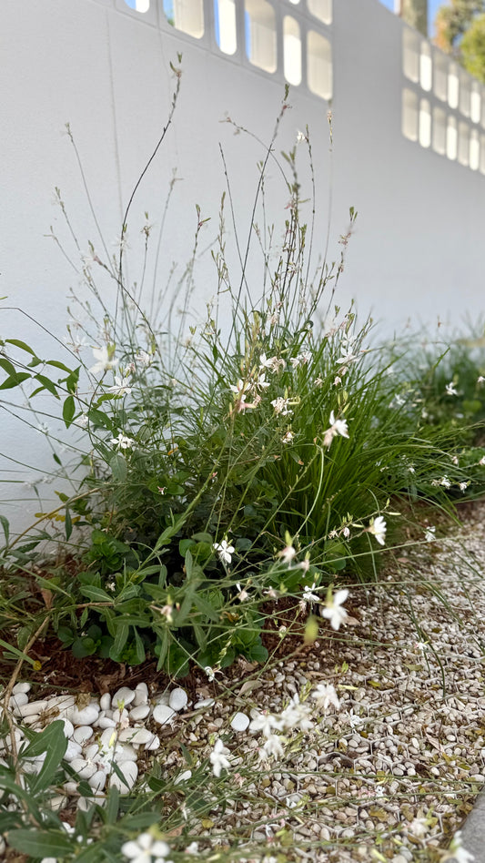 White Gaura 'Whirling Butterfly' front entry planted along rockery border