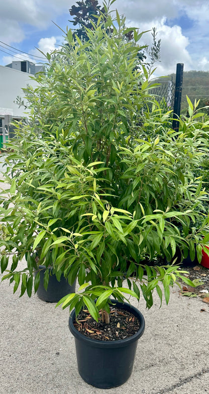 Backhousia citriodora, Lemon Myrtle Tree in 400mm black pot in Brisbane plant nursery.