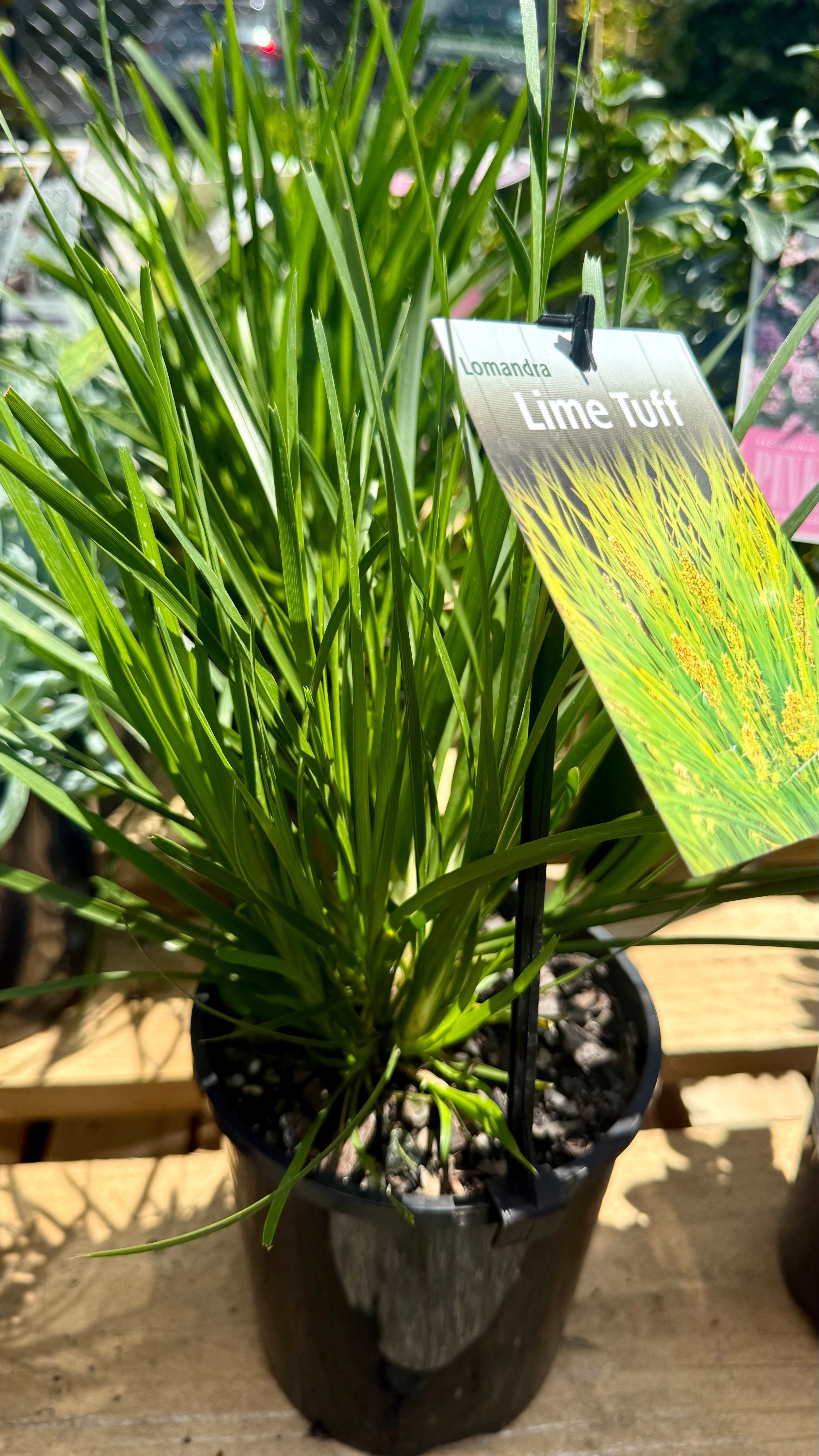 Lomandra ‘Lime Tuff’ – compact lime native clump – The Botanical Society